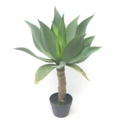 Tekokasvi Agave Korkealla Rungolla